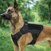 Luma Secure Rest Dog Harness